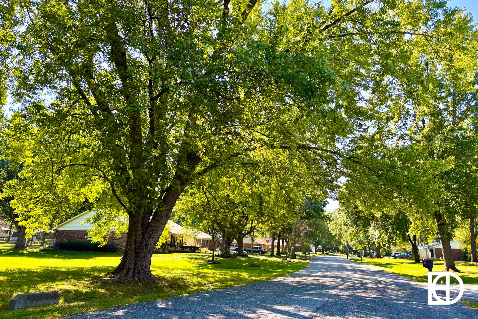 A sunny suburban street lined with large, leafy green trees casting shade on lawns and houses. Cars are parked along the road, and sunlight filters through the branches.