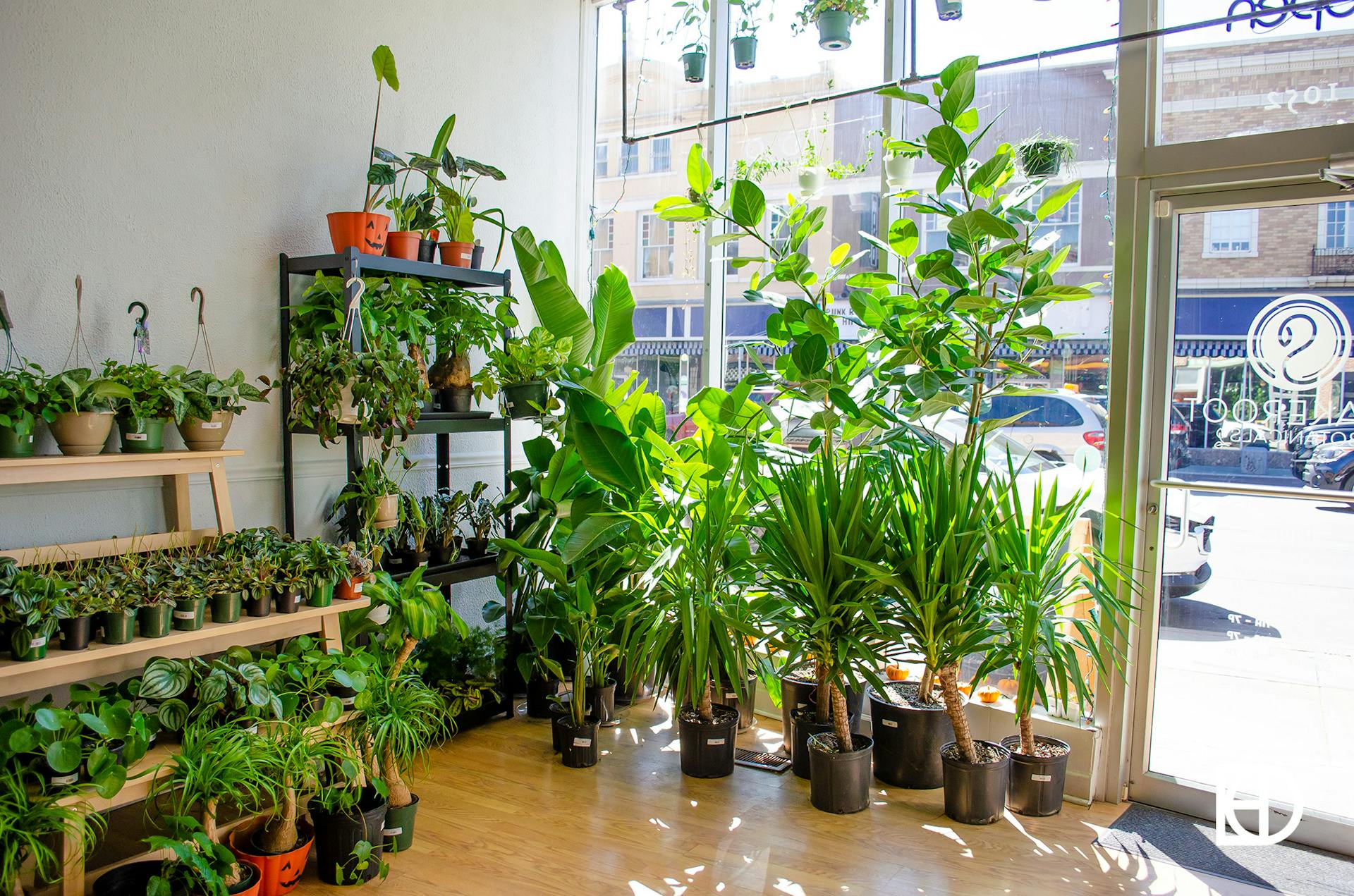 Photo of interior of Snakeroot Botanicals in Fountain Square